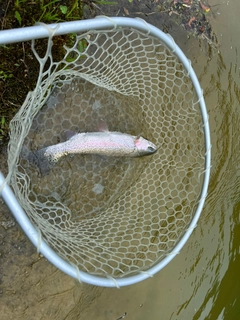 ニジマスの釣果