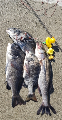 ハネ（マルスズキ）の釣果