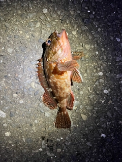 アナゴの釣果