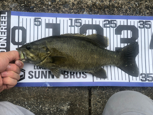 スモールマウスバスの釣果