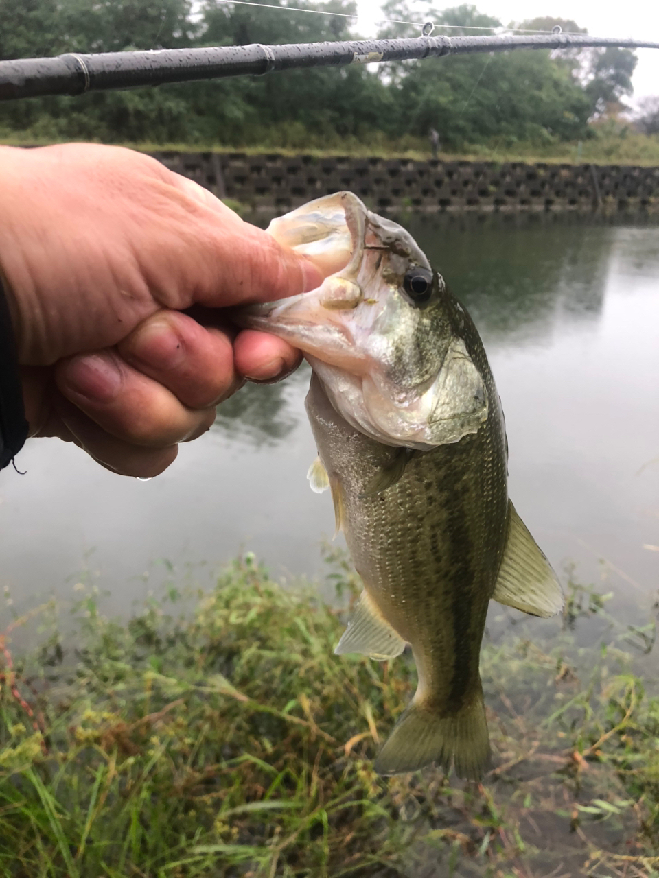 スモールマウスバス