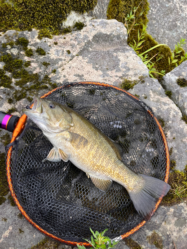 スモールマウスバスの釣果