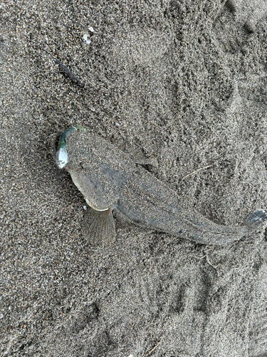 マゴチの釣果