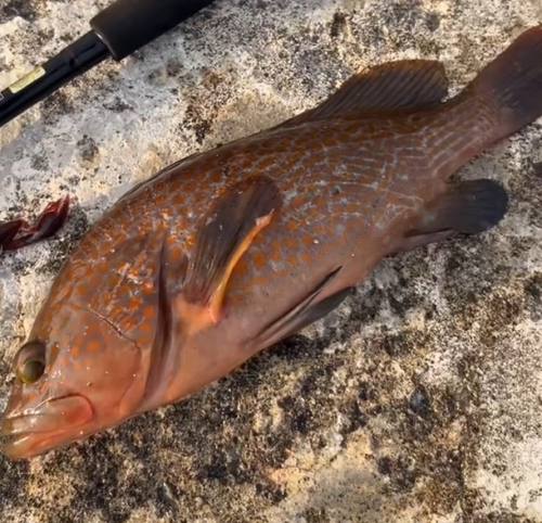 キジハタの釣果