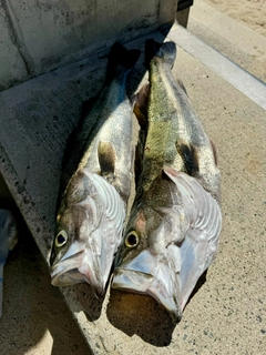 スズキの釣果