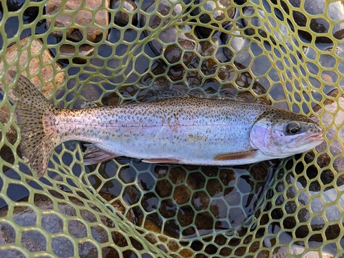 ニジマスの釣果