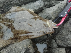 ヒラメの釣果