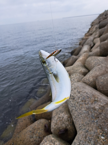 モジャコの釣果