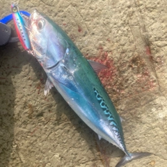 ソウダガツオの釣果