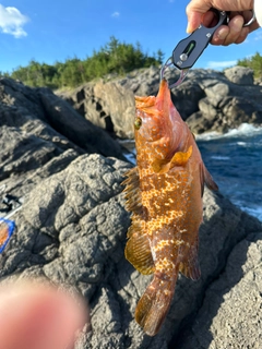 アコウの釣果