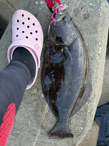 ヒラメの釣果