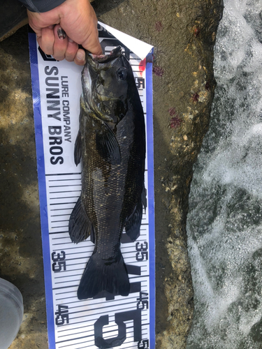 スモールマウスバスの釣果