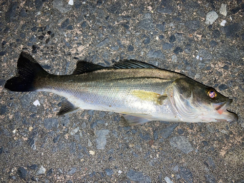 セイゴ（ヒラスズキ）の釣果