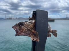 アラカブの釣果