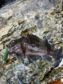 クロソイの釣果