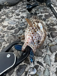 オオモンハタの釣果