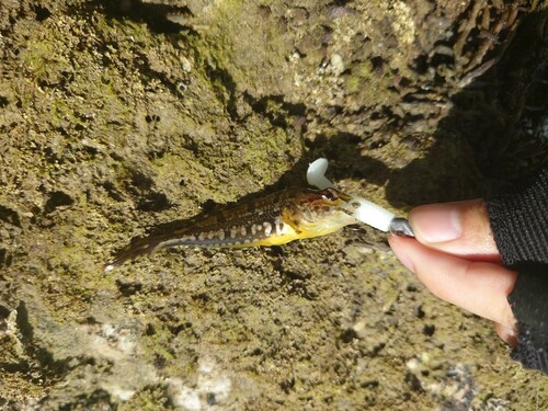 アナハゼの釣果