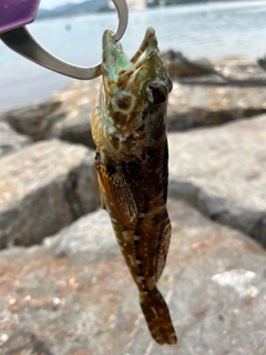 アナハゼの釣果