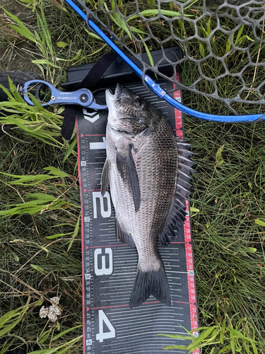 チヌの釣果