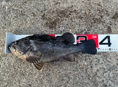 クロソイの釣果