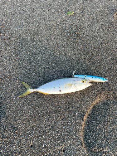 ワカシの釣果