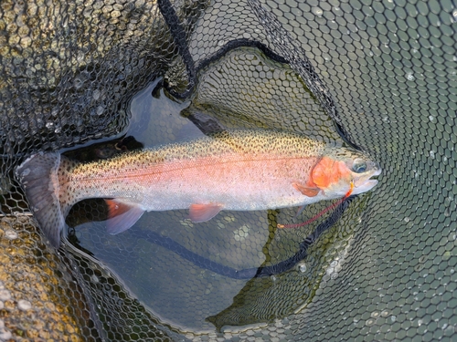 ニジマスの釣果