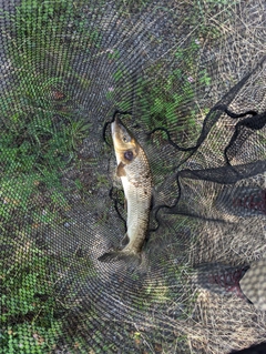 ニゴイの釣果