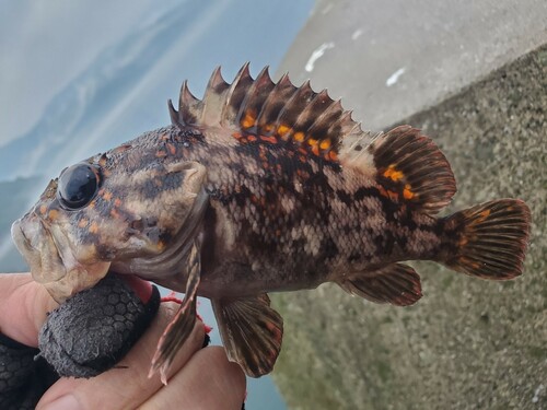 ムラソイの釣果