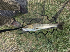 ニゴイの釣果