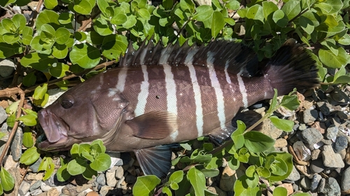 マハタの釣果