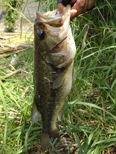 ラージマウスバスの釣果