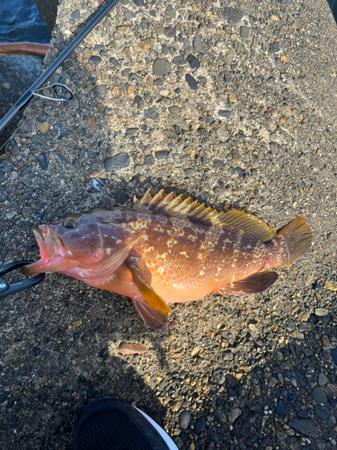 キジハタの釣果