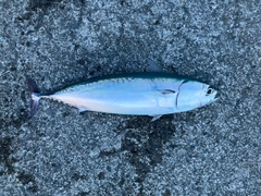 マルソウダの釣果