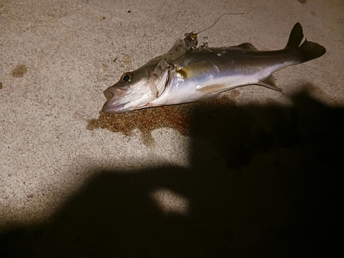 セイゴ（マルスズキ）の釣果