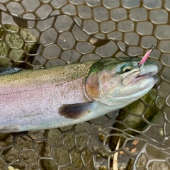 ニジマスの釣果