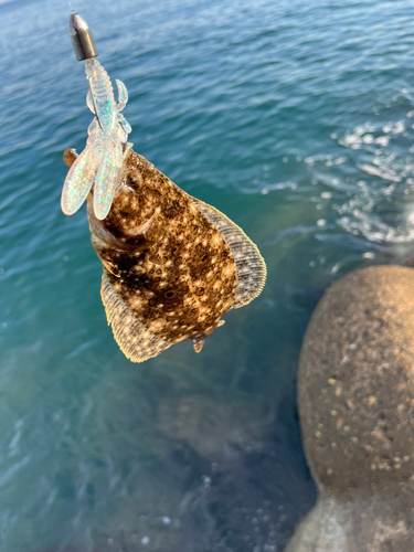 ソゲの釣果