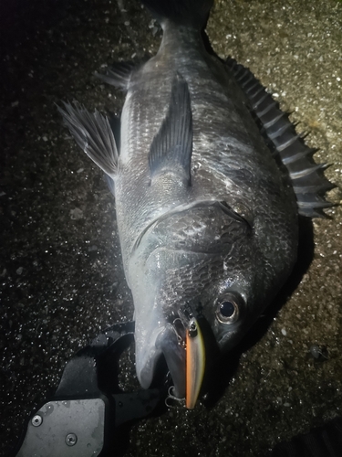 タコの釣果