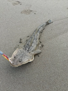 マゴチの釣果