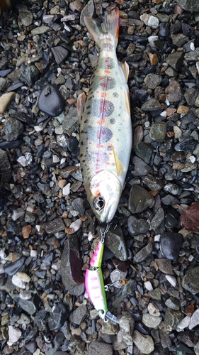 アマゴの釣果