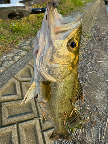 釣果