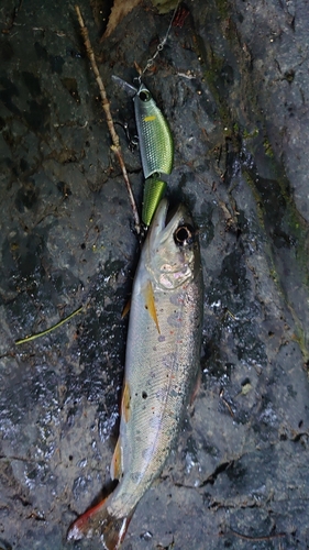 アマゴの釣果