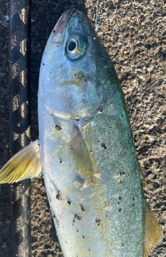 ヤズの釣果