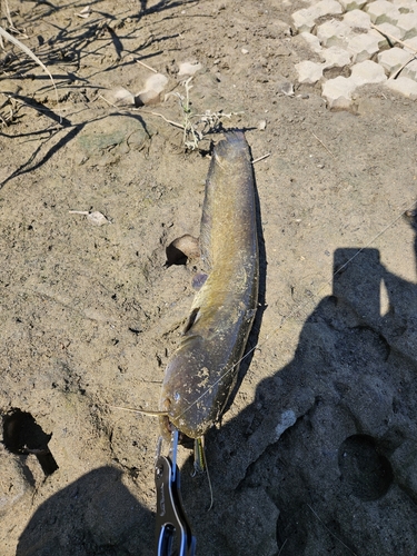 ニホンナマズの釣果