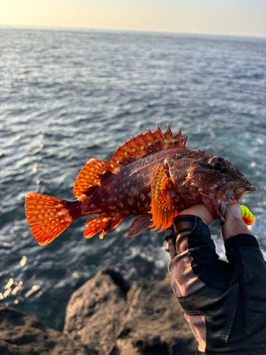 カサゴの釣果