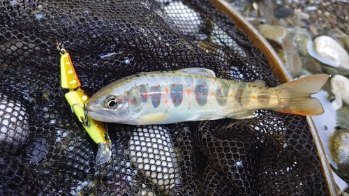 アマゴの釣果