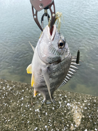 キビレの釣果