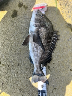 クロダイの釣果