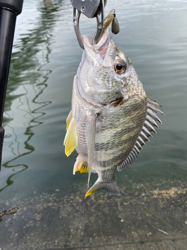 キビレの釣果