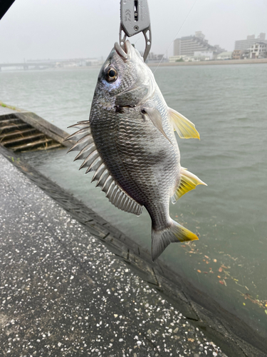 キビレの釣果