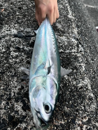 ヒラソウダの釣果